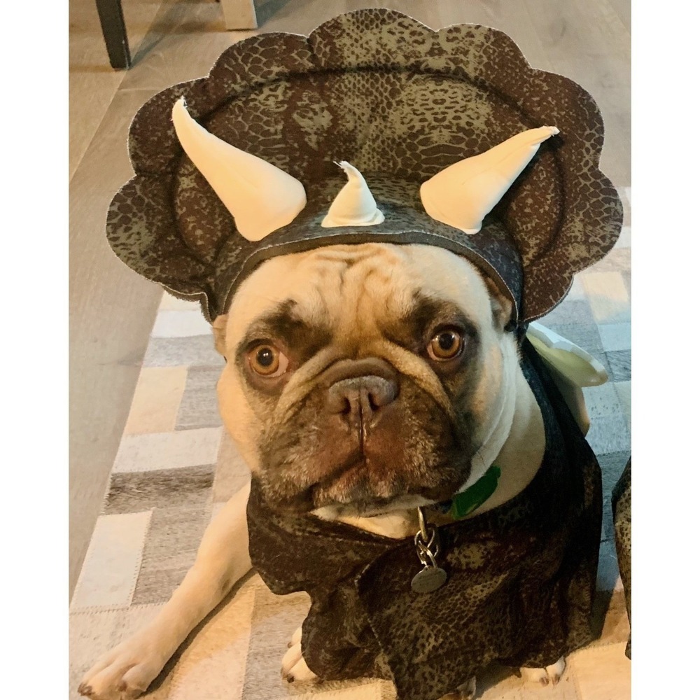 Dog Halloween Costume Dinosaur Triceratops Hatching Egg Horn Headpiece Size L